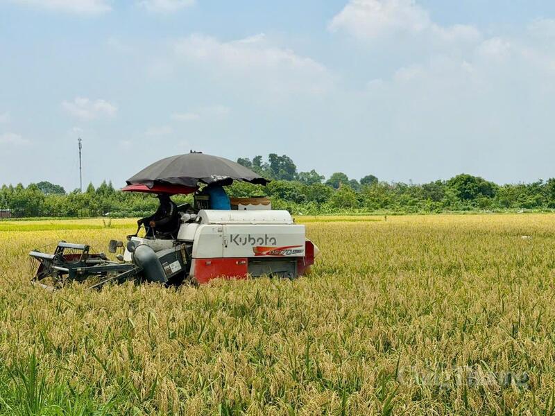Từ cánh đồng vàng đến thương hiệu OCOP nếp nhung Tam Sơn. Ảnh: Sỹ Tùng
