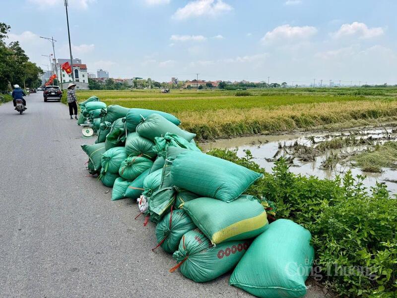 Nếp nhung Tam Sơn vừa thu hoạch được đóng gói cẩn thận. Ảnh: Sỹ Tùng