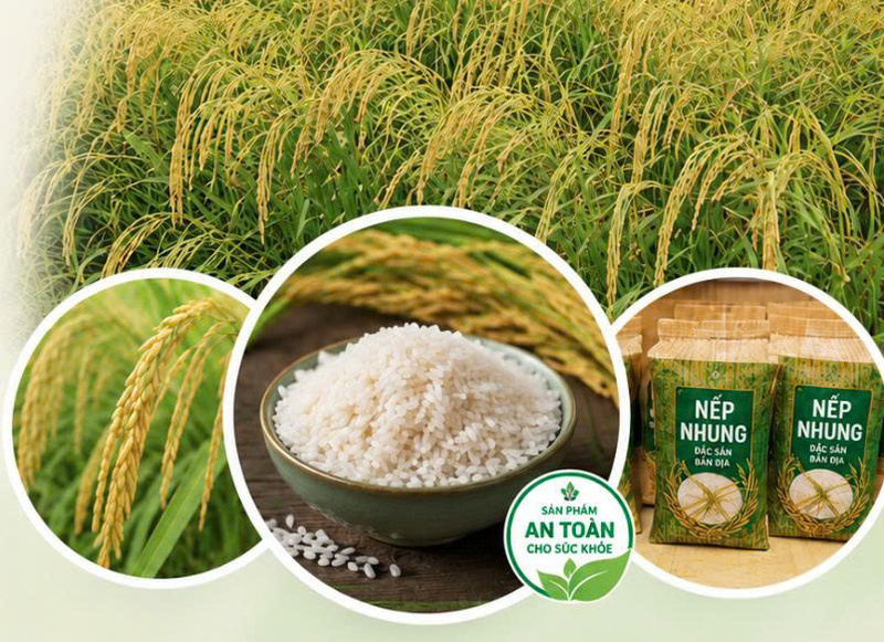 Nếp nhung Tam Sơn tạo giá trị mới từ thương hiệu OCOP 3 sao.