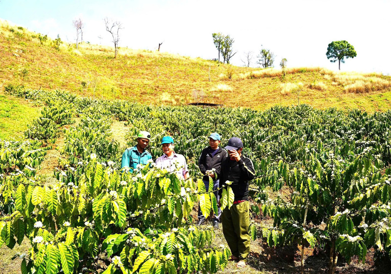 Cây cà phê được xác định là giống cây chủ lực giúp người dân nơi đây thoát nghèo. Ảnh: Tu Mơ Rông