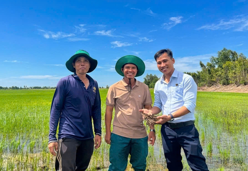 Niềm vui của ông Nguyễn Văn Đủ (giữa) khi rơm rạ vụ trước đã phân hủy tốt, không còn lo ngại ngộ độc hữu cơ