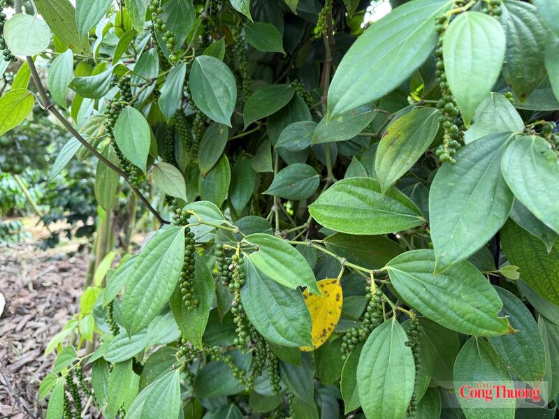Vườn trồng hồ tiêu tại Lâm Đồng