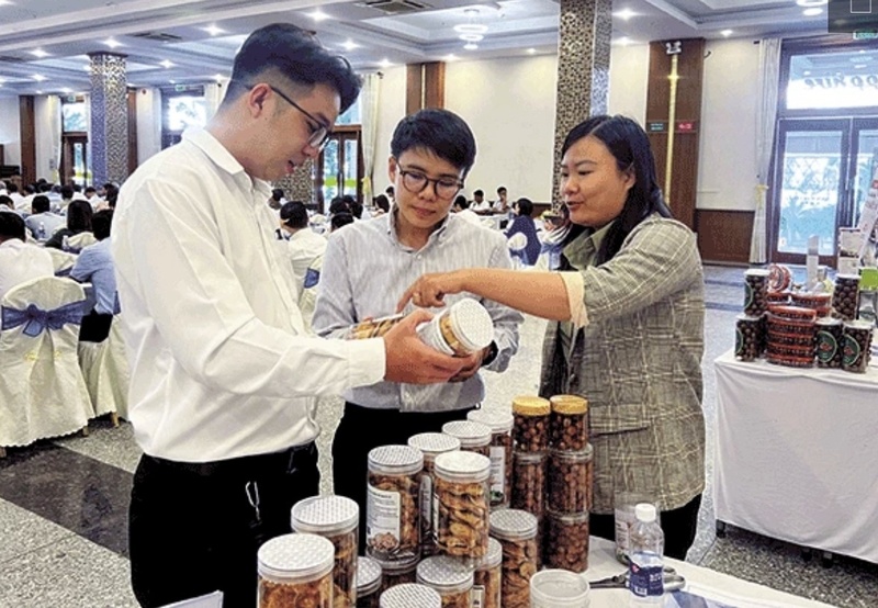 Liên minh Hợp tác xã đẩy mạnh phát triển quy mô lớn, từng bước nâng cao năng lực cạnh tranh và khả năng tham gia sâu vào chuỗi giá trị. Ảnh: Mỹ Hoa.