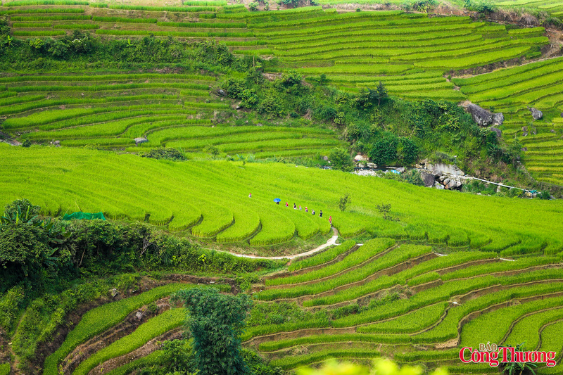 Nhận thấy sức hút từ vẻ đẹp mùa lúa xanh, nhiều homestay và quán cafe địa phương đã thiết kế những không gian nghỉ ngơi, thư giãn hướng ra ruộng bậc thang.
