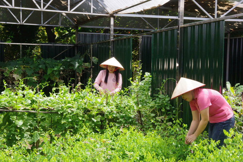 Trồng rau xanh góp phần cải thiện bữa ăn gia đình tại đảo Trường Sa