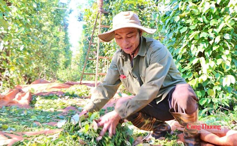 Thu hoạch hồ tiêu tại Gia Lai