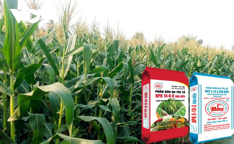 Phân bón Văn Điển là lựa chọn hoàn hảo cho cây vụ đông Đồng bằng Bắc Bộ. Ảnh: VAF.