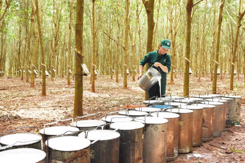 Việt Nam là nguồn cung cao su lớn thứ ba cho Indonesia trong 4 tháng đầu năm 2026, đạt 31.106 tấn, trị giá 56,9 triệu USD. Ảnh minh hoạ