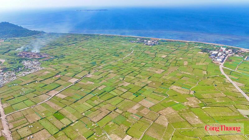 Xây dựng vùng nguyên liệu đạt tiêu chuẩn phục vụ ngành thực phẩm, đồ uống, hướng tới hình thành chuỗi giá trị khép kín từ sản xuất, chế biến đến xuất khẩu. Ảnh: Nguyễn Dương