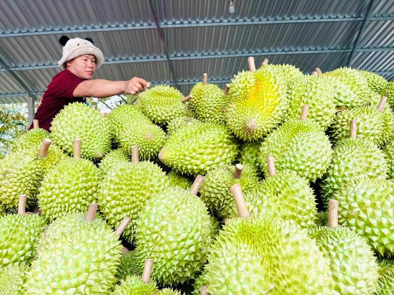 Nửa đầu năm 2026, xuất khẩu rau quả đạt 3,65 tỷ USD, tăng 17,7% so với cùng kỳ. Ảnh: N.H