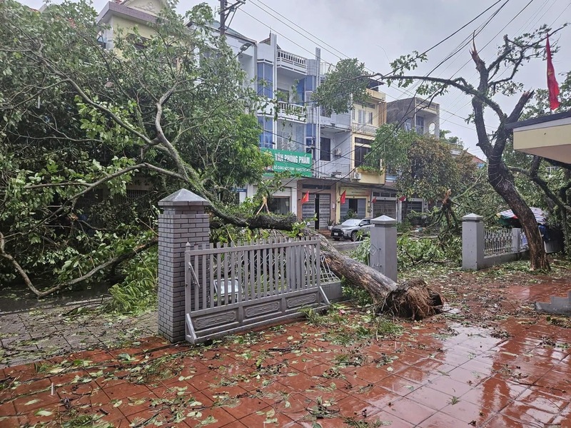 Nhiều cây xanh bật gốc trên địa bàn các xã, phường tại Quảng Ninh hứng chịu cơn bão số 1 quét qua. Ảnh: QN