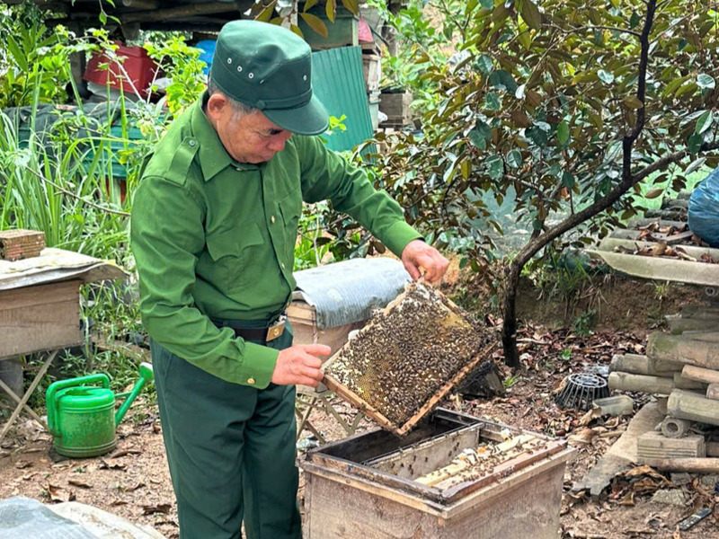 Nuôi ong lấy mật đã mang lại thu nhập ổn định cho gia đình cựu chiến binh Lưu Phi Đồng cùng nhiều cựu chiến binh tại xã Yên Xuân (tỉnh Nghệ An). Ảnh: NVCC