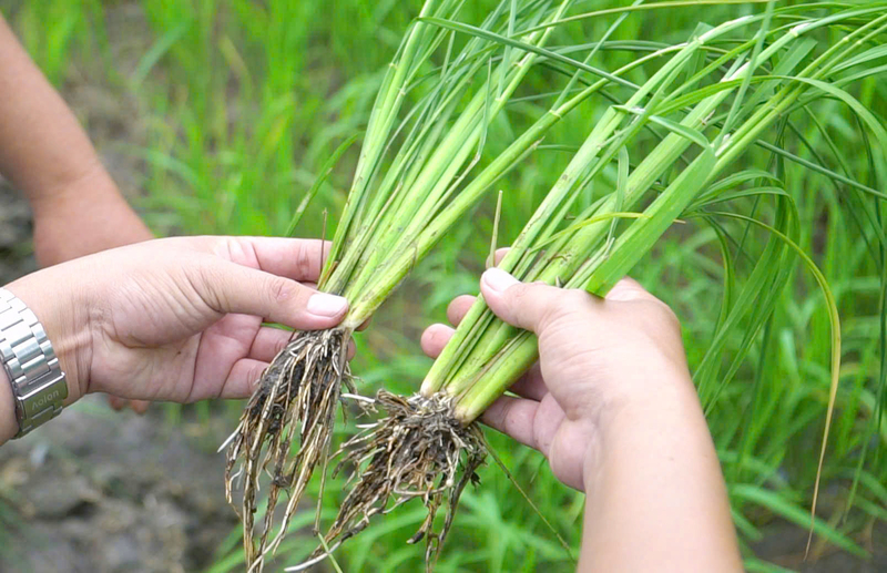 Nhờ cải tạo đất ngay từ đầu vụ, bộ rễ phát triển khỏe, cây lúa trên cánh đồng của anh Nguyễn Hữu Thảo sinh trưởng đồng đều, đẻ nhiều chồi hữu hiệu, thân cứng, lá đứng và giảm sâu bệnh.