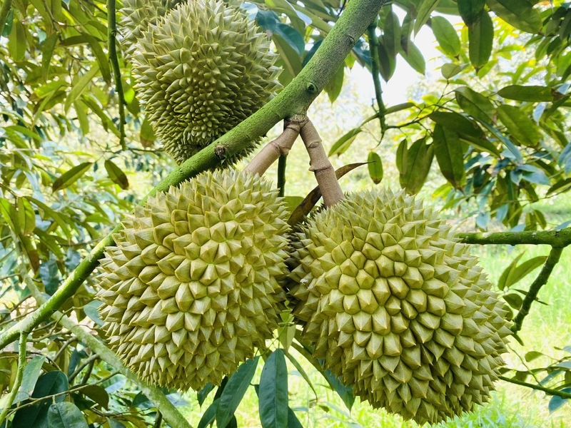 GACC công nhận 37 phòng kiểm nghiệm, doanh nghiệp xuất khẩu sầu riêng thêm thuận lợi. Ảnh minh họa