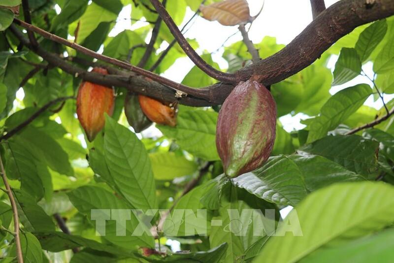 Doanh nghiệp ca cao cần đáp ứng các yêu cầu nghiêm ngặt khi thâm nhập vào thị trường Bắc Âu. Ảnh: TTXVN