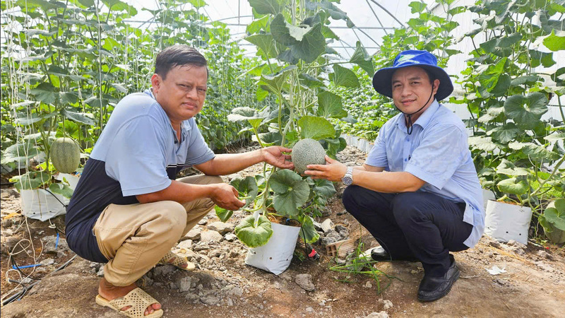 Trọng tâm của phường Long Bình là phát triển các vùng sản xuất tập trung đối với những cây trồng  chủ lực. Ảnh: LB