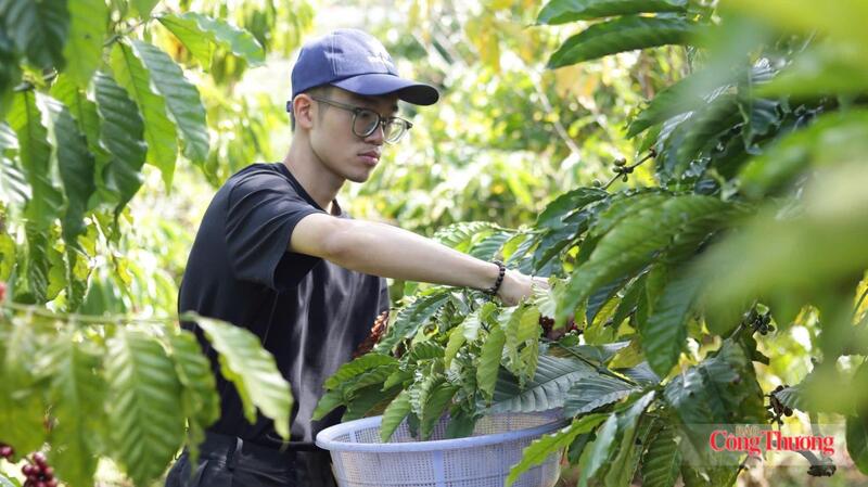 Thu hoạch cà phê tại Gia Lai. Ảnh: Hiền Mai