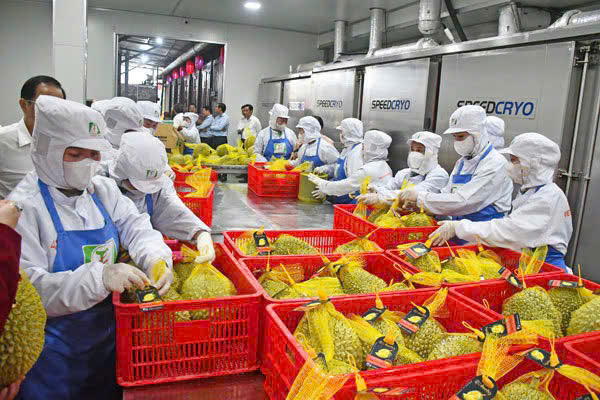 Vĩnh Long duy trì đà tăng trưởng tích cực trong 6 tháng đầu năm 2026. Ảnh: Cẩm Trúc.
