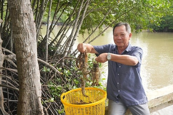 Người dân Cà Mau thu hoạch tôm nuôi dưới rừng ngập mặn. Nguồn ảnh: dcc.mae.gov.vn