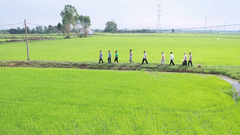 Ông Trầm Văn Thậm (Hai Thậm) cùng cán bộ kỹ thuật và nông dân tham quan cánh đồng lúa áp dụng giải pháp "Hành trình xanh - Đất khỏe, cây trồng khỏe" tại vùng ven sông Vàm Cỏ, tỉnh Tây Ninh.