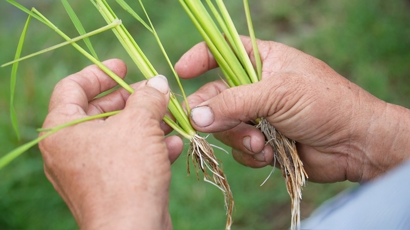 Bộ rễ lúa phát triển dài, trắng khỏe sau khi áp dụng giải pháp bón lót Bio-Canxi, tạo nền tảng giúp cây hấp thu dinh dưỡng tốt và tăng sức chống chịu.