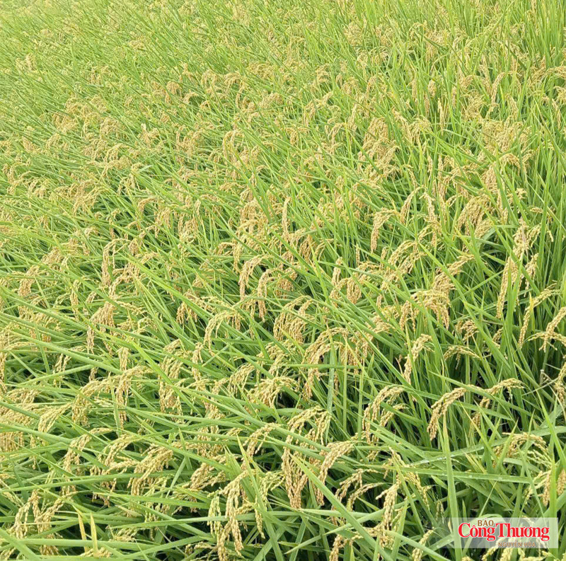 Rize vừa hoàn tất vòng gọi vốn Series B trị giá 31 triệu USD, hướng tới mở rộng diện tích canh tác lúa bền vững lên hơn 300.000 ha và hỗ trợ trên 150.000 nông dân vào năm 2030.