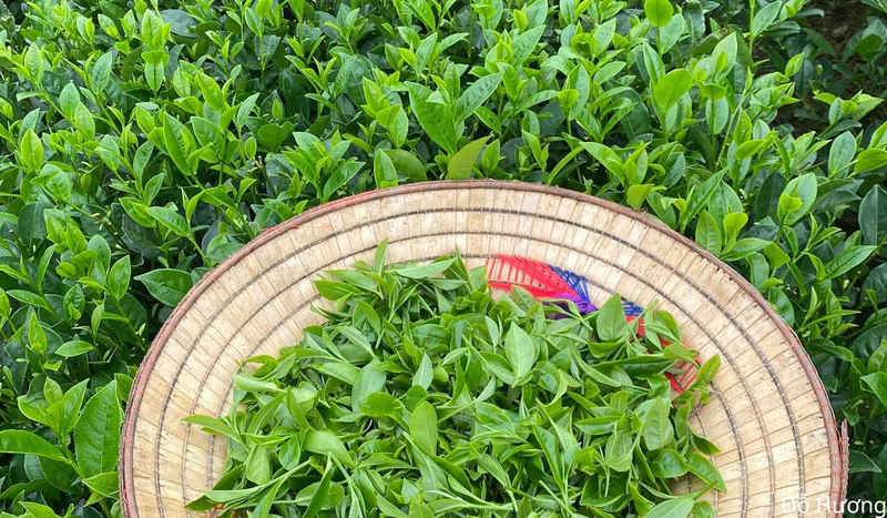 6 tháng đầu năm 2026, giá bình quân xuất khẩu chè của Việt Nam ở mức 1.745 USD/tấn, tăng 4,6% so với cùng kỳ năm 2025.