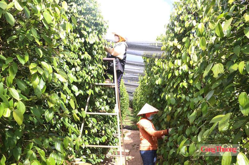Thu hoạch hồ tiêu tại Lâm Đồng. Ảnh: Hiền Mai
