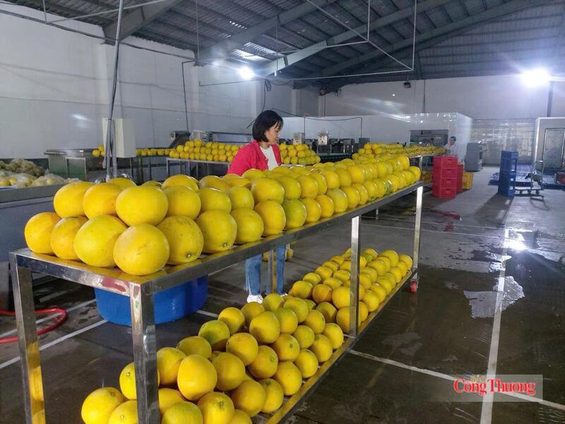 HTX Nông nghiệp Mỹ Tân đang phát triển nhiều sản phẩm chủ lực như bưởi, ổi, chè, cây dược liệu. Ảnh: Tùng Hương