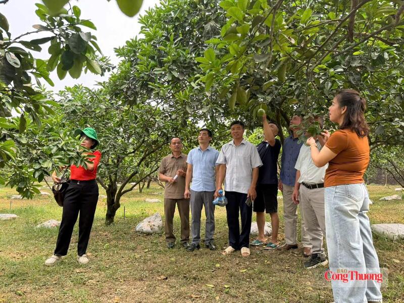 Ông Đỗ Quốc Hương giới thiệu về mô hình nông nghiệp tại HTX. Ảnh: Tùng Hương