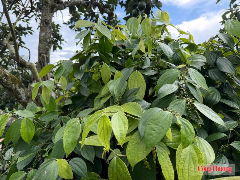 Vườn trồng hồ tiêu tại Lâm Đồng. Ảnh: Thừa Ngọc