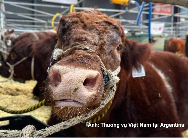 Nguyên liệu chế biến thức ăn chăn nuôi là một trong những sản phẩm xuất khẩu chủ lực của Argentina tới Việt Nam.