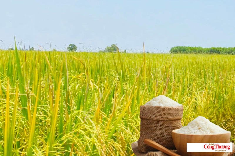 Giá lúa gạo hôm nay ngày 21/7/2026: Gạo xuất khẩu tăng mạnh.