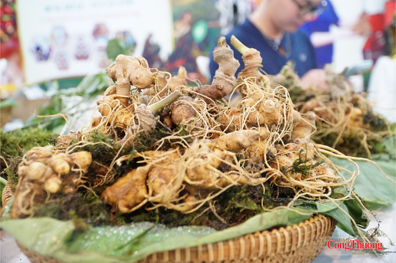 Cần sớm tháo gỡ khó khăn, xây dựng thương hiệu "sâm Việt Nam" trên bản đồ dược liệu thế giới.