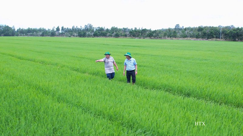 Ông Trần Văn Phước (bên trái) cùng cán bộ kỹ thuật thăm đồng, đánh giá sự sinh trưởng của ruộng lúa áp dụng phân bón Đầu Trâu Bio-Canxi trong mô hình "Hành trình xanh - Đất khỏe, cây trồng khỏe" tại xã Thạnh Mỹ Tây, tỉnh An Giang.