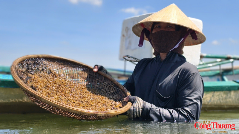 Cứ mỗi lần thủy triều xuống, người dân lại dùng dụng cụ chuyên dụng để đi cào don.