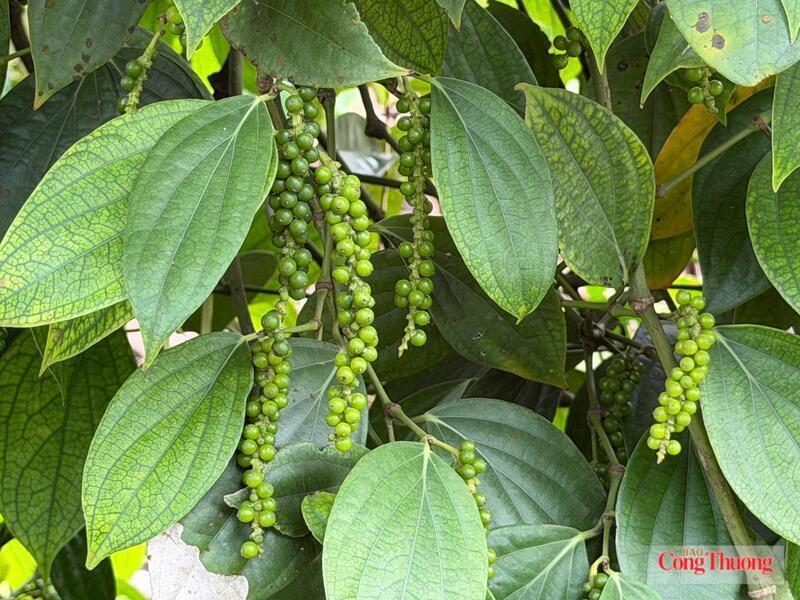 Việt Nam tiếp tục dẫn đầu nguồn cung hồ tiêu vào Đức