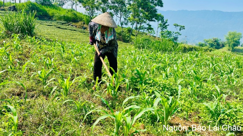 Bảo đảm công khai, minh bạch, sử dụng hiệu quả nguồn lực thực hiện Chương trình mục tiêu quốc gia.
