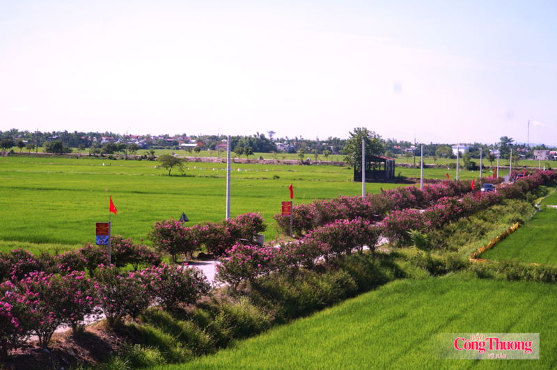 Đường vào Tổ dân phố Ngọc Liên (phường An Thắng, TP. Đà Nẵng) những ngày này thường xuyên đông đúc người dân, du khách đến tham quan, chụp ảnh với hàng trăm gốc hoa tường vi đang nở rộ rực rỡ.