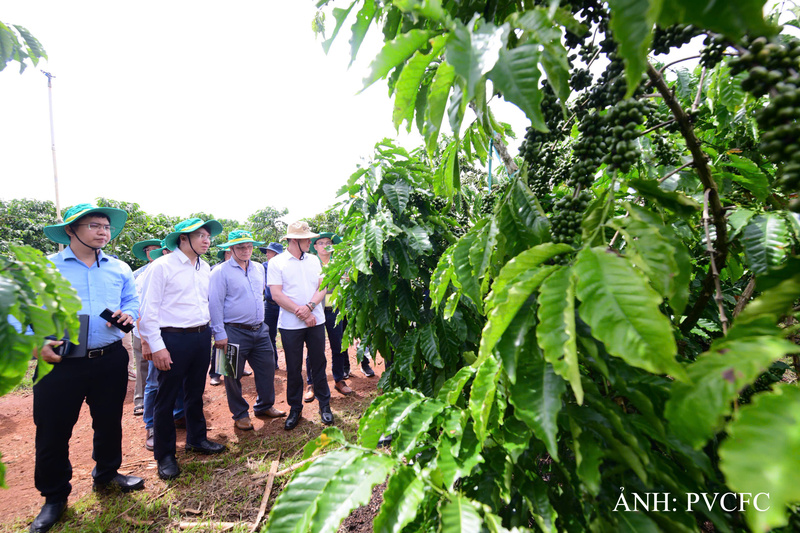 Hoạt động tham quan m&ocirc; h&igrave;nh canh t&aacute;c, sơ chế c&agrave; ph&ecirc; Robusta.