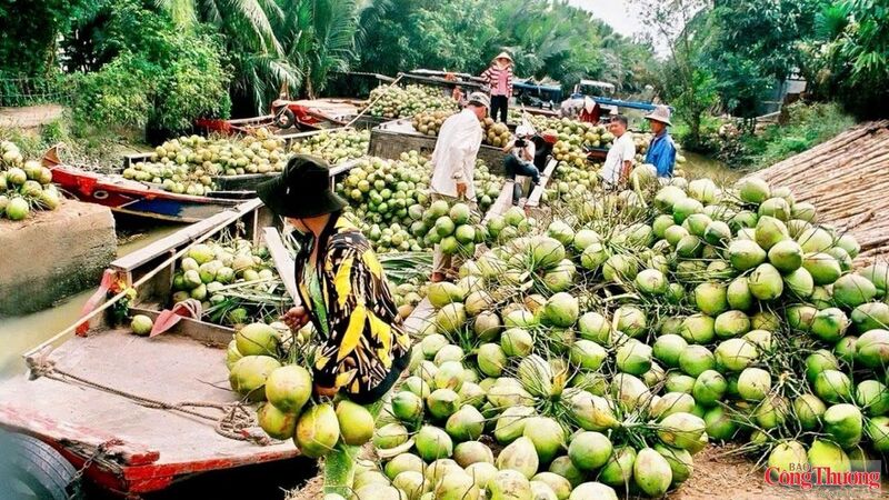 Dừa Vĩnh Long được khai thác toàn diện, từ nước, cơm, dầu đến gáo, xơ, mụn và thân gỗ, góp phần nâng cao giá trị gia tăng cho ngành hàng.