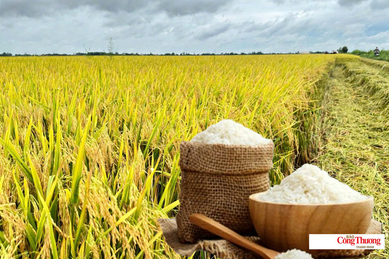 Giá lúa gạo hôm nay ngày 1/8/2026: Gạo thơm Jasmine tăng 2.000 đồng/kg, lúa tươi vững giá.