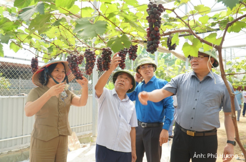 Nghệ An luôn quan tâm phát triển các loại cây trồng nông nghiệp