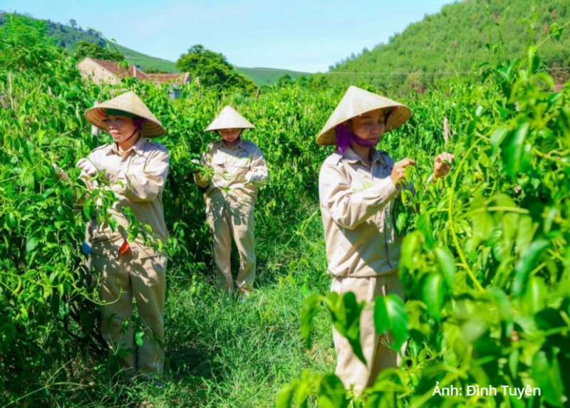 Người dân thu hoạch dây thìa canh trên vùng trồng dược liệu