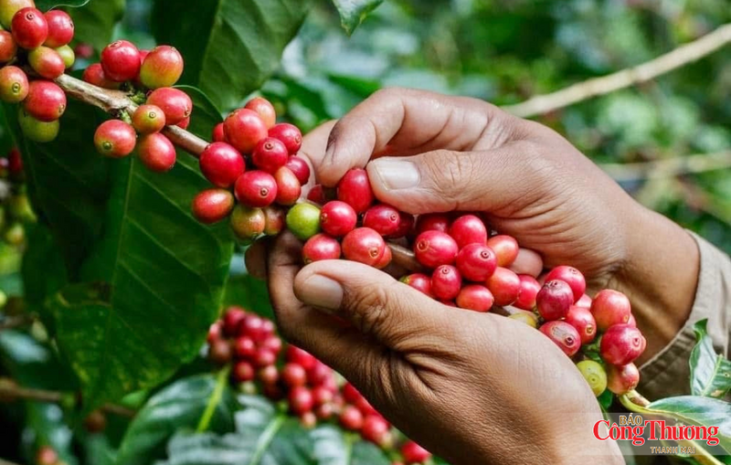 Gia Lai hiện có khoảng 107.400 ha cà phê, đứng thứ ba cả nước về diện tích.