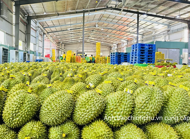 Sầu riêng là loại quả xuất khẩu lớn nhất trong quý II/2026, chiếm 56,5% tổng trị giá xuất khẩu, đạt 863,5 triệu USD