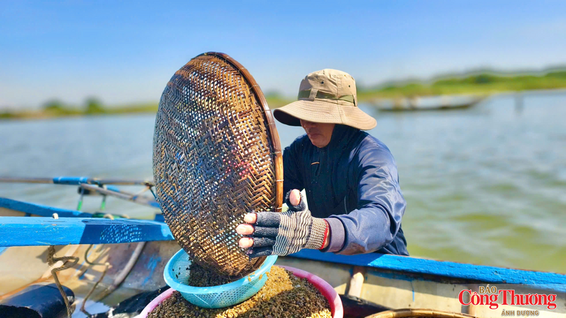 Nếu con nước thuận lợi, mỗi ngày người cào don có thể bắt được chừng 20kg