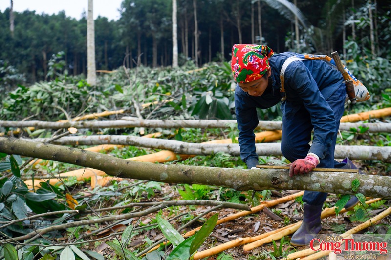UKVFTA không chỉ mang lại lợi thế về cắt giảm thuế quan mà còn tạo động lực để hình thành hệ sinh thái sản xuất bền vững trong ngành gỗ Việt Nam.