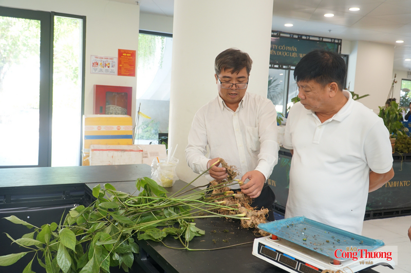 Ông Phan Anh Tuấn, Phó Giám đốc Công ty TNHH KTC Quảng Nam (bên trái) giới thiệu cho khách hàng về tuổi sâm Ngọc Linh