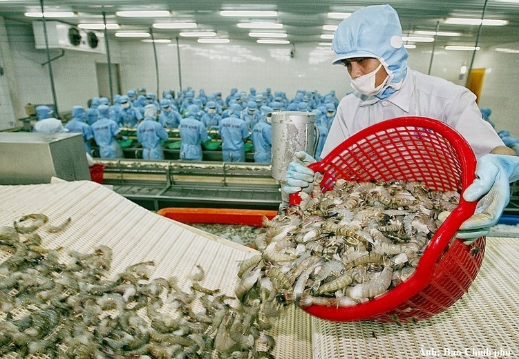 Tôm vẫn là mặt hàng chủ lực của xuất khẩu thủy sản Việt Nam.